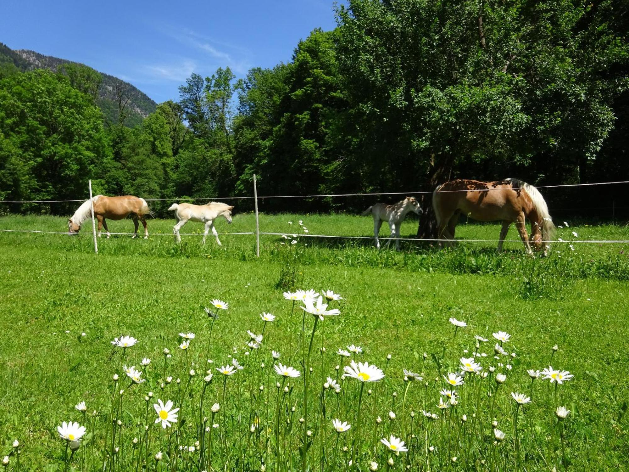 Ferienwohnungen Auhaus Bad Reichenhall Εξωτερικό φωτογραφία